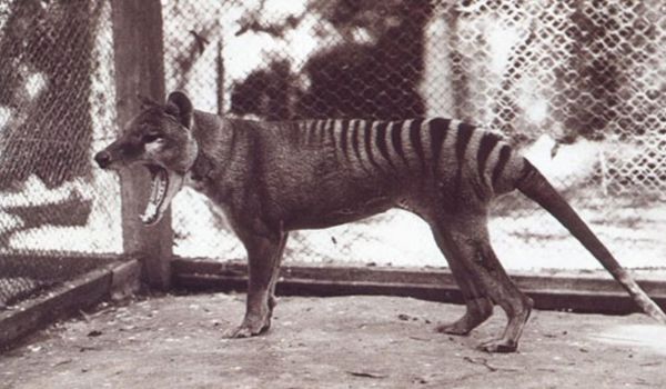 động vật hoang dã - hổ Tasmania