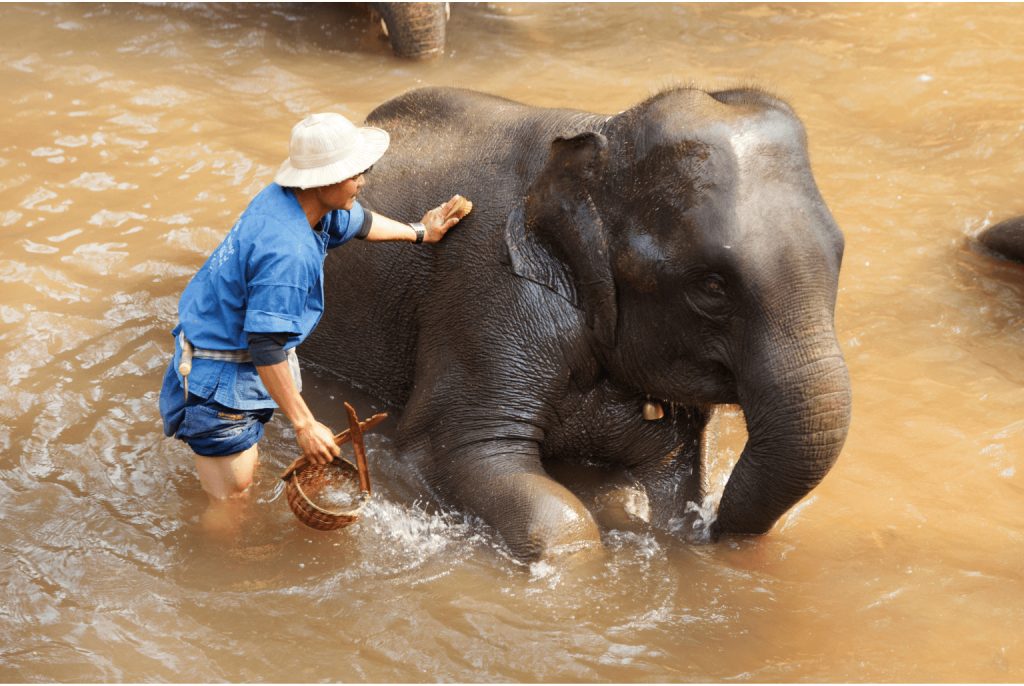 Dự án hỗ trợ kỹ thuật chuyển đổi sang mô hình du lịch thân thiện với voi