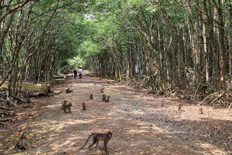 Đảo Khỉ Cần Giờ