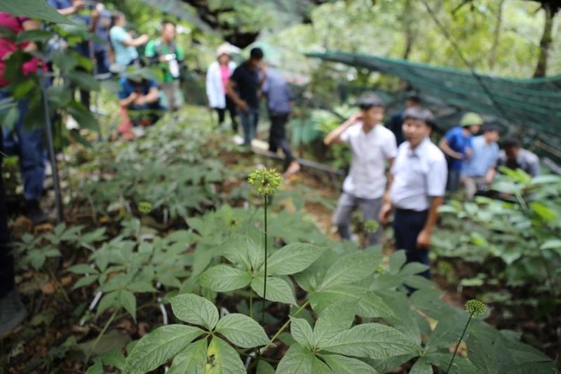 Du Lịch Sinh Thái Gắn Với Dược Liệu